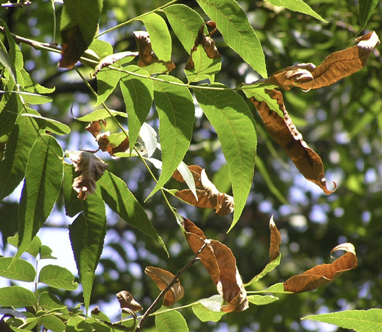 A close-up of leaves on a pecan tree. Some of the leaves are green while others are brown and wilted. ​